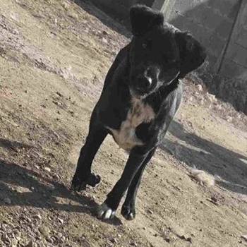 Mlado štene crne mešanke, udomljavanje!