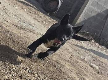 Mlado štene crne mešanke, udomljavanje!