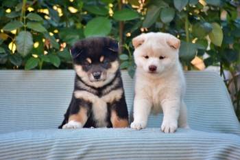 Shiba Inu / Šiba inu, štenci