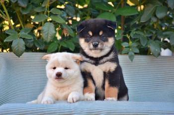 Shiba Inu / Šiba inu, štenci