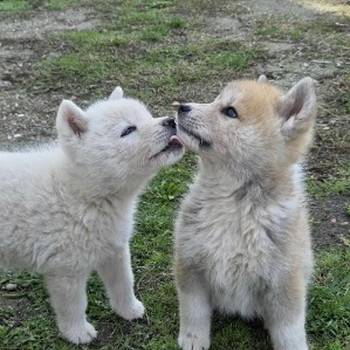 Japanska Akita, štenci