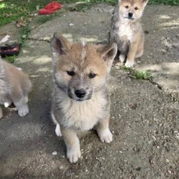 Japanska Akita, štenci