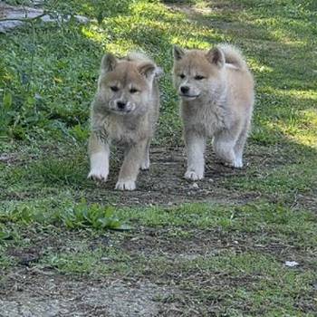 Japanska Akita, štenci