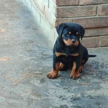 Prelepa štenad Rotvajlera, 2 meseca starosti