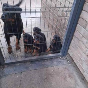 Prelepa štenad Rotvajlera, 2 meseca starosti