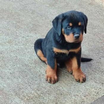 Prelepa štenad Rotvajlera, 2 meseca starosti