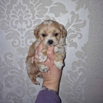 Prodajem preslatke kuce maltipoa