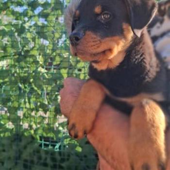 Rotvajler 4 muška šteneta