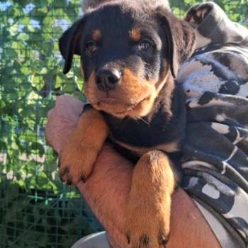 Rotvajler 4 muška šteneta