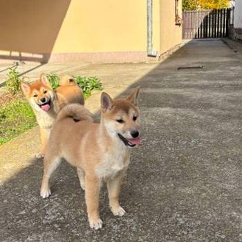 Shiba inu štenci