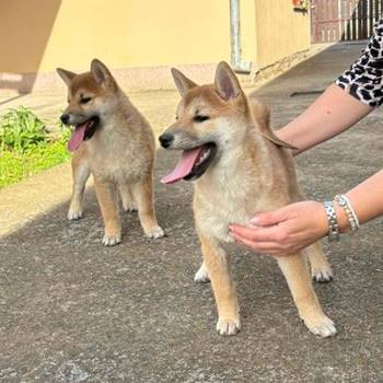 Shiba inu štenci