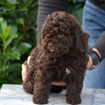 Lagotto Romagnolo štenci