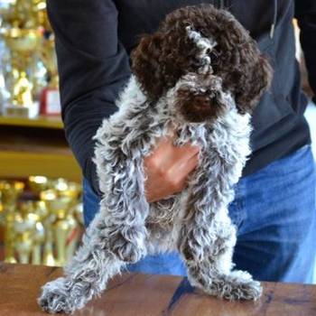Lagotto Romagnolo štenci