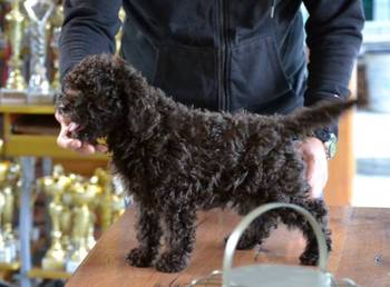 Lagotto Romagnolo štenci