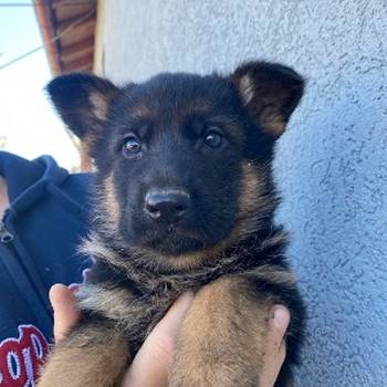 Štenci nemačkog ovčara