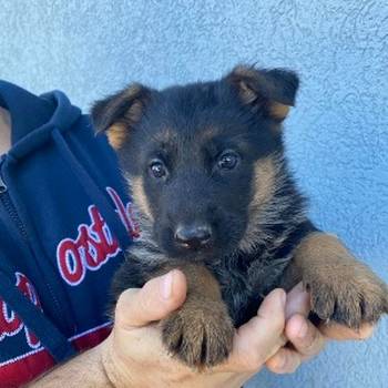 Štenci nemačkog ovčara