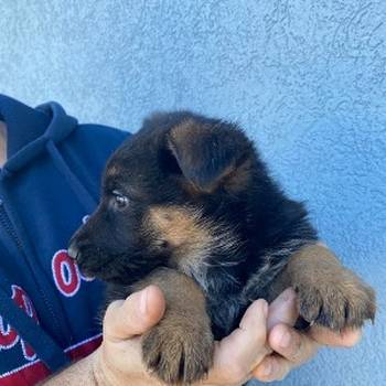 Štenci nemačkog ovčara