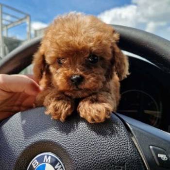 Neodoljive pudle toy i teacup