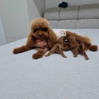 Neodoljive pudle toy i teacup