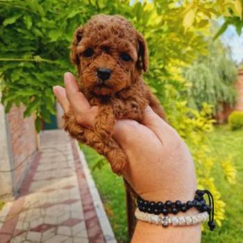 Neodoljive pudle toy i teacup