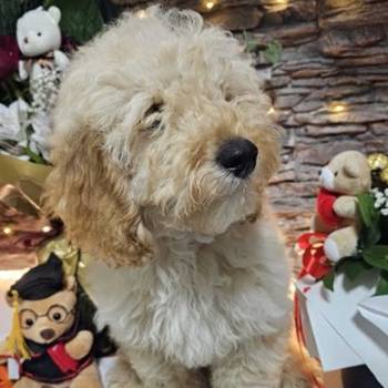 Dve vesele mini pudle apricot - dečak I devojčica