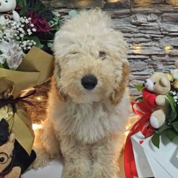 Dve vesele mini pudle apricot - dečak I devojčica