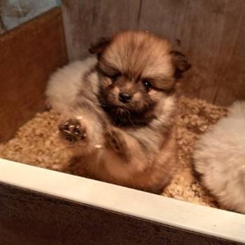 Štenci pomeranskog špica