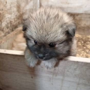 Štenci pomeranskog špica