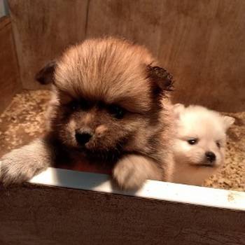 Štenci pomeranskog špica