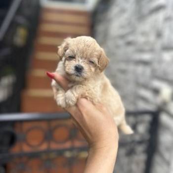 Maltipoo vrhunske genetike