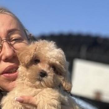 Maltipoo vrhunske genetike