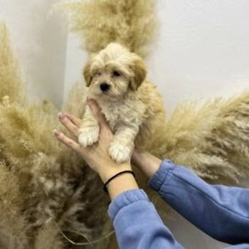 Maltipoo vrhunske genetike