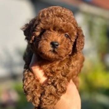 Stenci toy i mini pudle vrhunske genetike