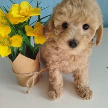 Aprikot Toy pudle štenci
