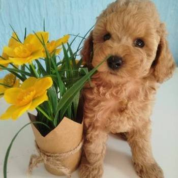 Aprikot Toy pudle štenci