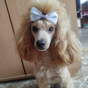 Aprikot Toy pudle štenci