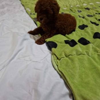 Neodoljive pudle toy i teacup