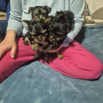 Jorki ,Jorksirski terijer stenci