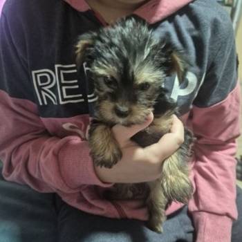 Jorki ,Jorksirski terijer stenci