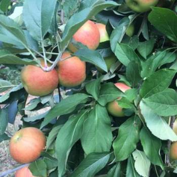 Prodajem 11 ha vocnjaka na Fruskoj gori