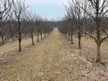 Prodajem 11 ha vocnjaka na Fruskoj gori