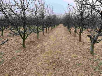 Prodajem 11 ha vocnjaka na Fruskoj gori