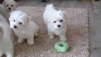 ~Sanjivi mali štenci maltezera dostupni s papirima