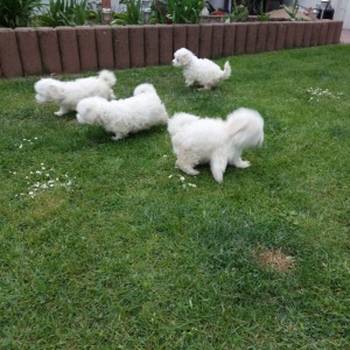 ~Sanjivi mali štenci maltezera dostupni s papirima