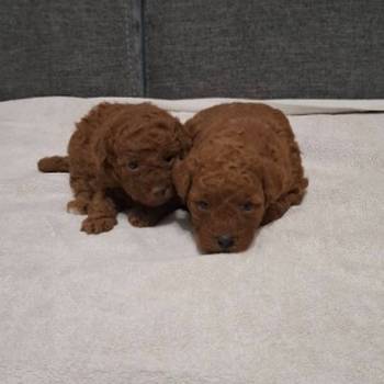 Prodajem patuljaste pudle