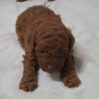 Prodajem patuljaste pudle