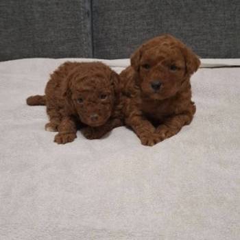 Prodajem patuljaste pudle