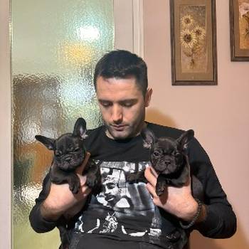 Dve ženke francuskog buldoga