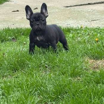 Dve ženke francuskog buldoga