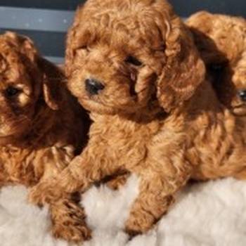 Crvene pudle, štenci